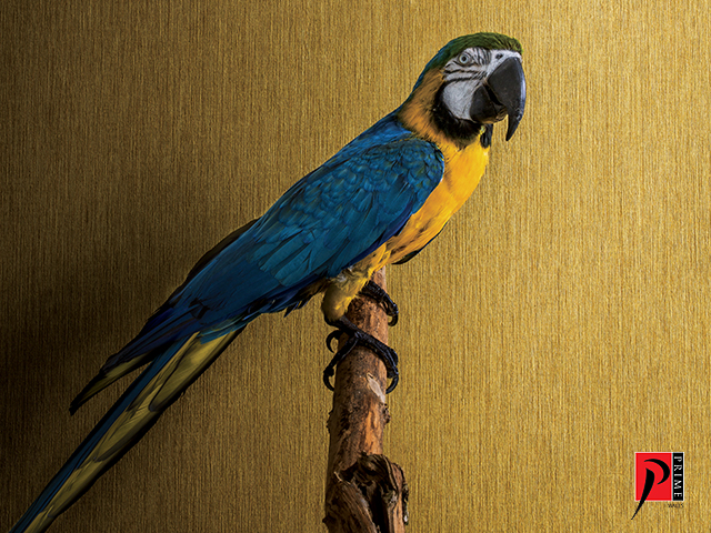 کاغذدیواری زرد به همراه طوطی